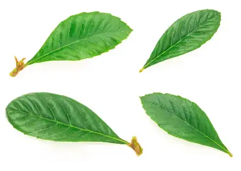 Bulk Ursolic Acid.png