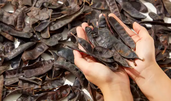 Pure Locust Bean Gum.png Pure Locust Bean Gum.png