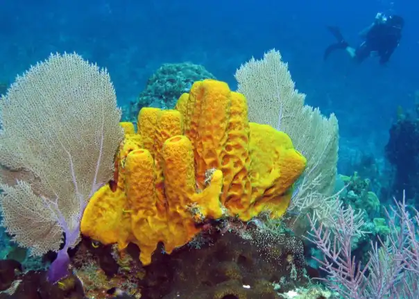 Sponge Spicule Powder.png Sponge Spicule Powder.png