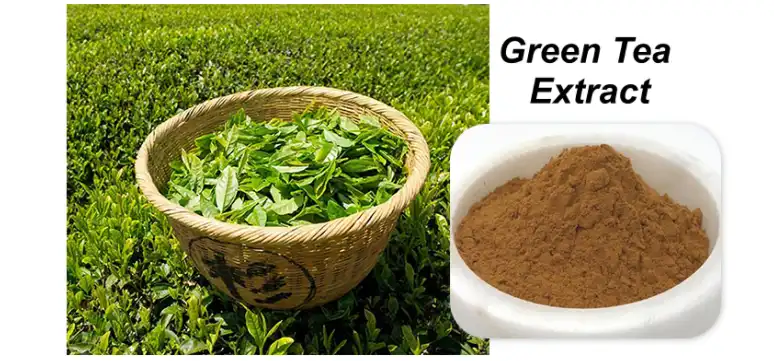 Bulk Green Tea Extract Powder.png