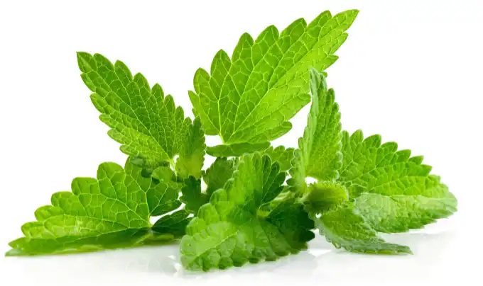 Nettle Root Extract Powder Nettle Root Extract Powder