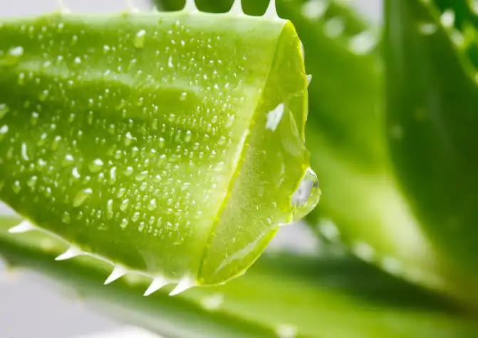 Aloe Freeze-dried Powder