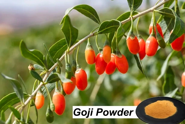 Goji-sappoeier
