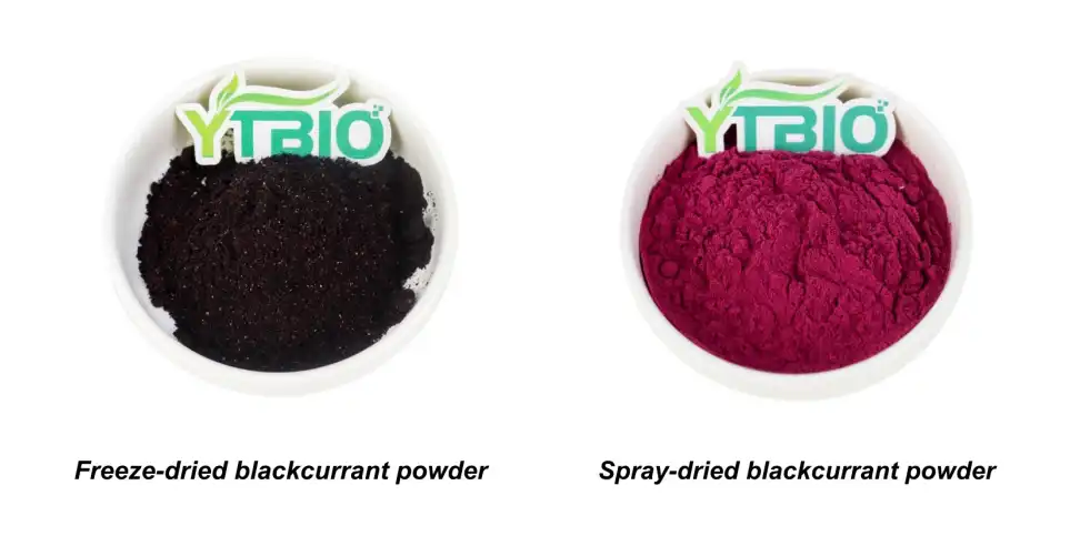 Blackcurrant Extract Powder