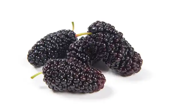 Mulberry Fruit Powder