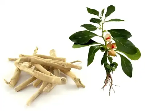 Bulk Ashwagandha Extract Powder