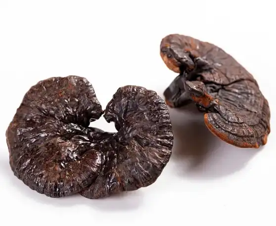 Organic Reishi Extract Powder Organic Reishi Extract Powder