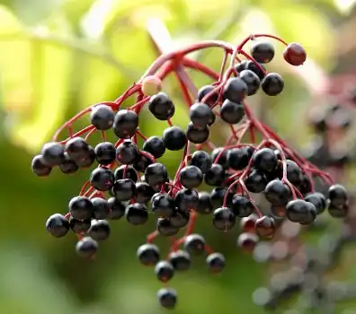 Elderberry Fruit Powder