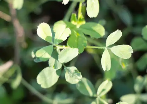 Po de herba de alfalfa