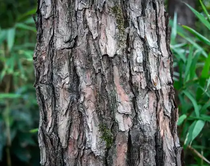 Pure Pine Bark Extract