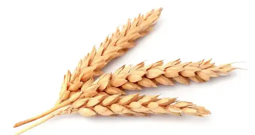 Pure Wheat Gluten