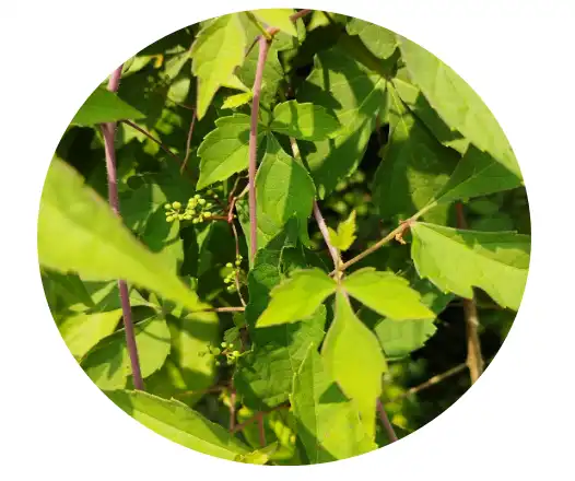 Dihydromyricetin Powder source