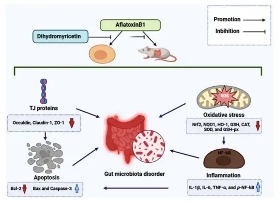 Dihydromyricetin Powder Research