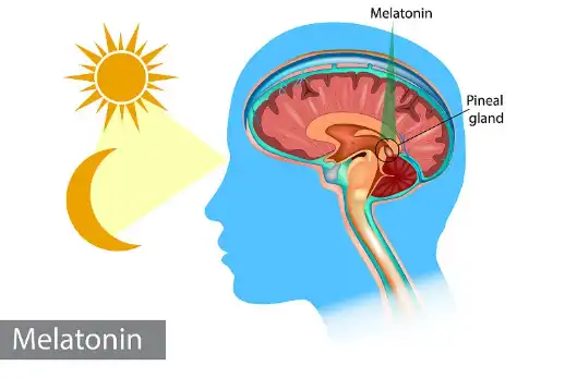 Bulk Melatonin Powder Bulk Melatonin Powder