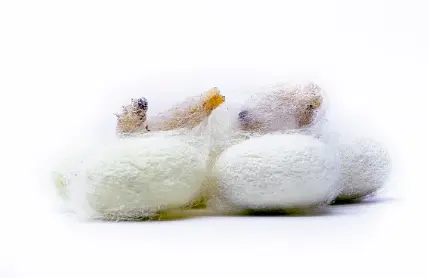 Silk Fibroin Powder
