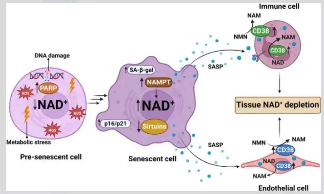 Nicotinamide Adenine Dinucleotide Powder Nicotinamide Adenine Dinucleotide Powder
