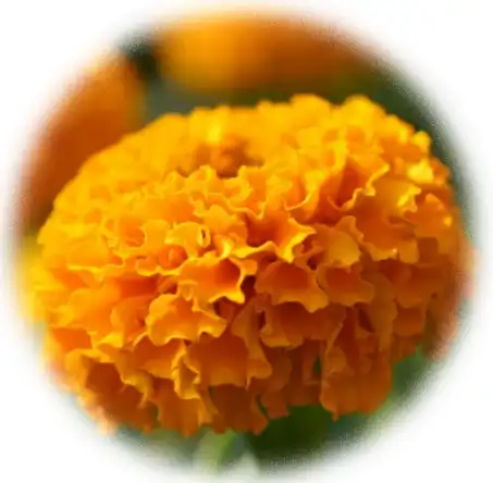 Lutein Ester Powder