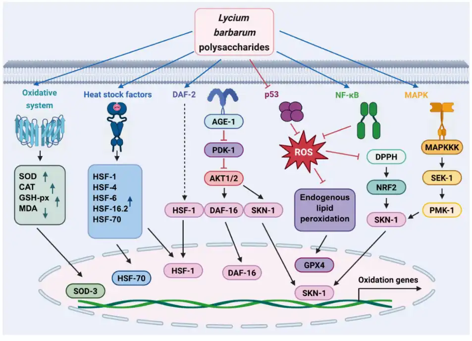 Related research Related research