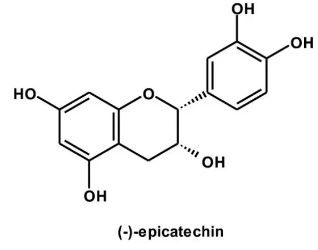 Epicatechin 