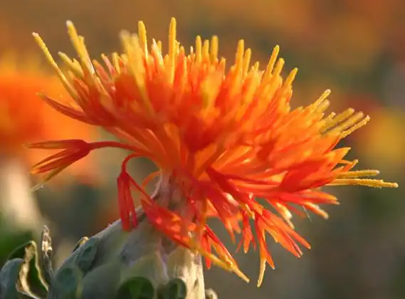 Safflower Extract Powder