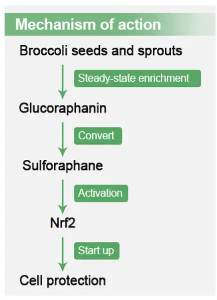 Glucoraphanin Glucoraphanin