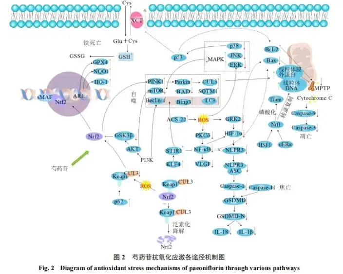 Antioxidant effect