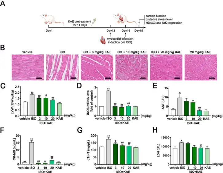 KAE alleviates ISO-induced myocardial ischemic injury in rats. KAE alleviates ISO-induced myocardial ischemic injury in rats.