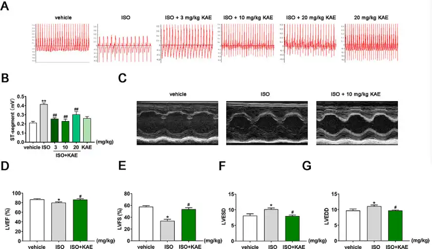 KAE can improve cardiac function in rats with myocardial ischemia. KAE can improve cardiac function in rats with myocardial ischemia.