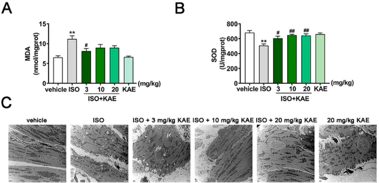 KAE can reduce oxidative stress in rats with myocardial ischemia. KAE can reduce oxidative stress in rats with myocardial ischemia.