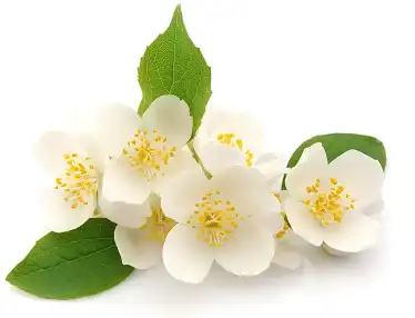 Jasmine Flower