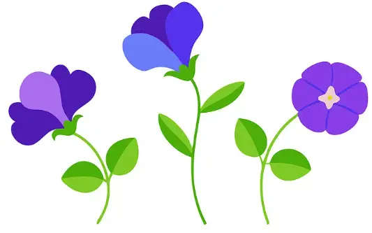 Butterfly pea