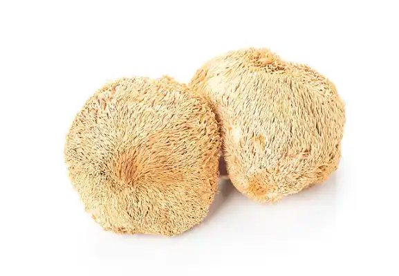 Lion's Mane Mushroom