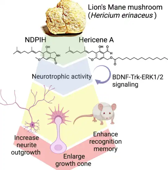 Bulk Lion's Mane Mushroom Extract Powder