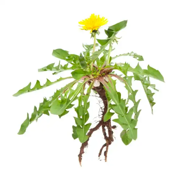 Dandelion Dandelion