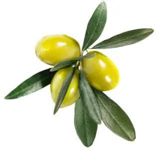Olive extract Powder