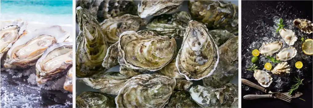 Oyster extract Oyster extract