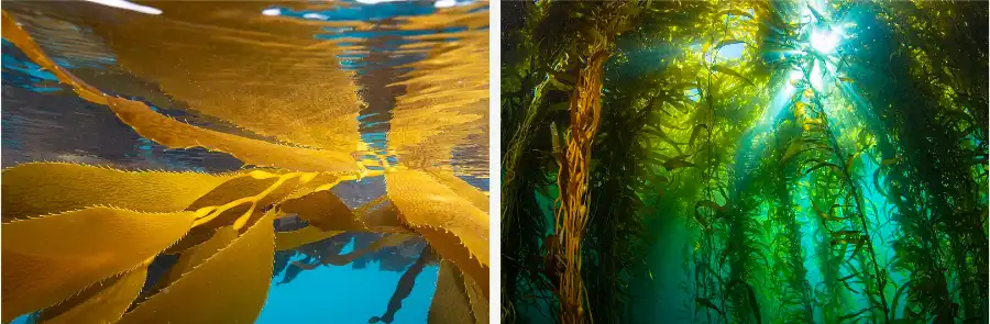 Brown algae extract Brown algae extract