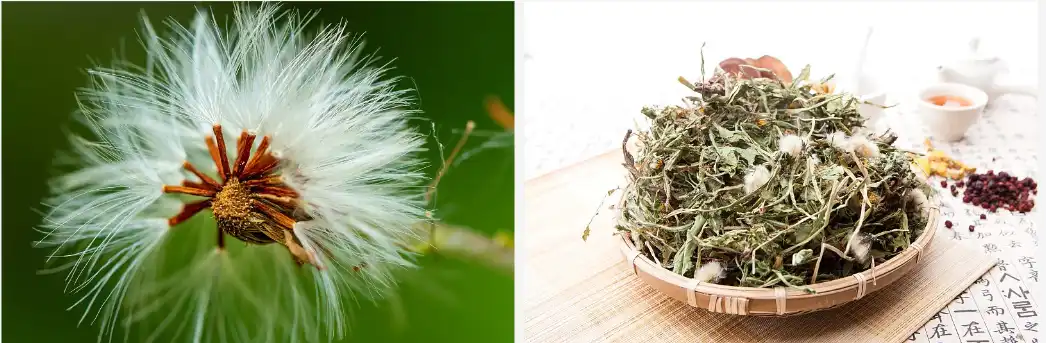 Dandelion extract Dandelion extract