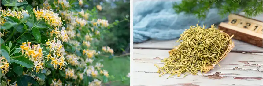 Honeysuckle extract Honeysuckle extract