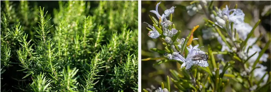 Ursolic acid Ursolic acid