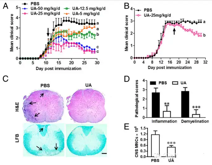 Ursolic acid Ursolic acid