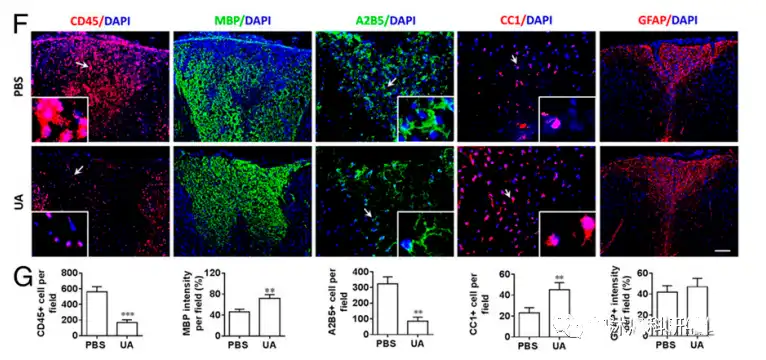 Ursolic acid Ursolic acid
