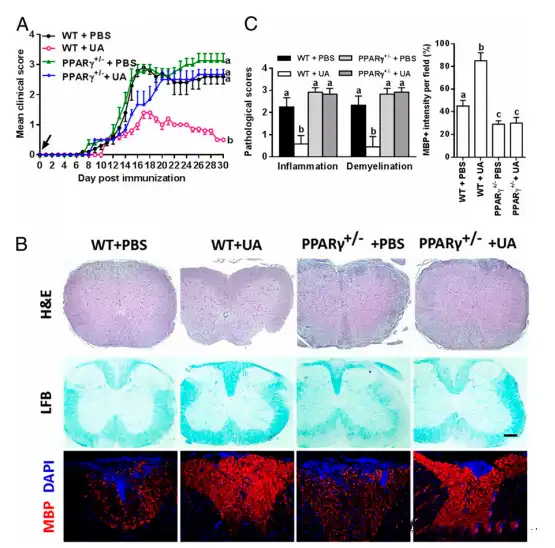 Ursolic acid Ursolic acid