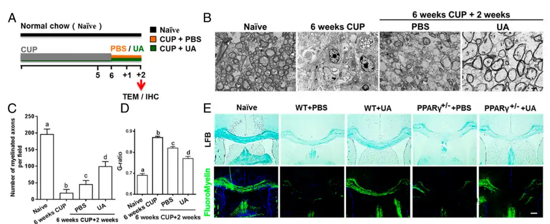Ursolic acid Ursolic acid