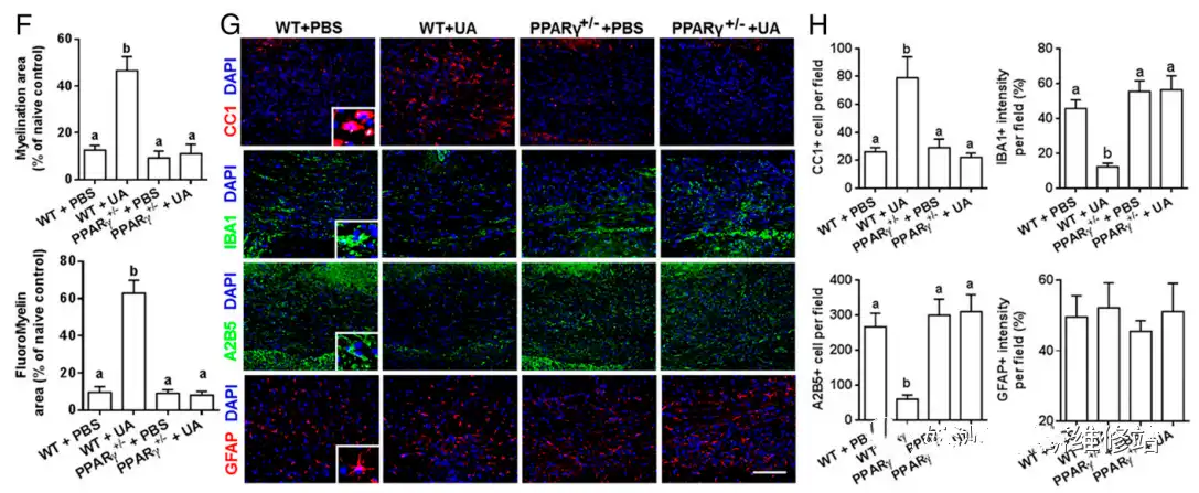 Ursolic acid Ursolic acid