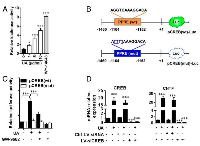 Ursolic acid Ursolic acid