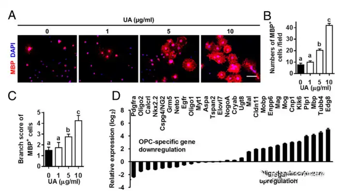 Ursolic acid Ursolic acid