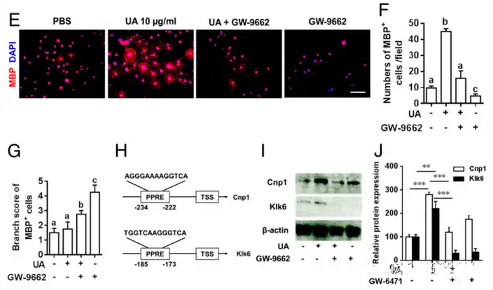 Ursolic acid Ursolic acid