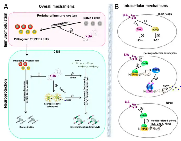 Ursolic acid Ursolic acid