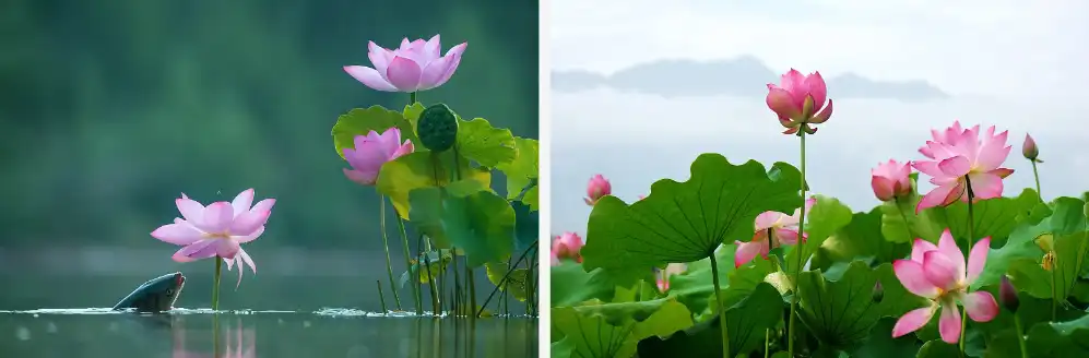 Lotus extract Lotus extract